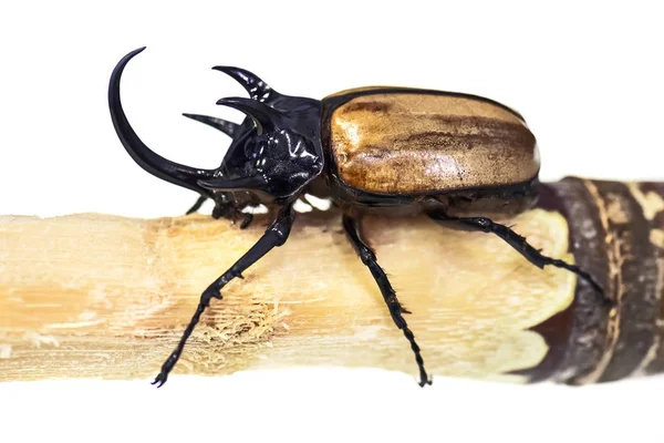 Крупный жук — стоковое фото