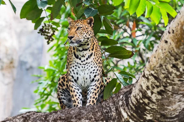 Perto leopardo . — Fotografia de Stock