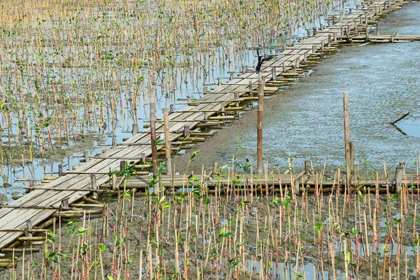 Long wood bridge in mangrove forest, Thailand. — Stock Photo, Image