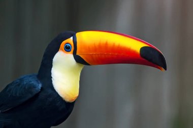 kapaksız Kartallar kapatmak.