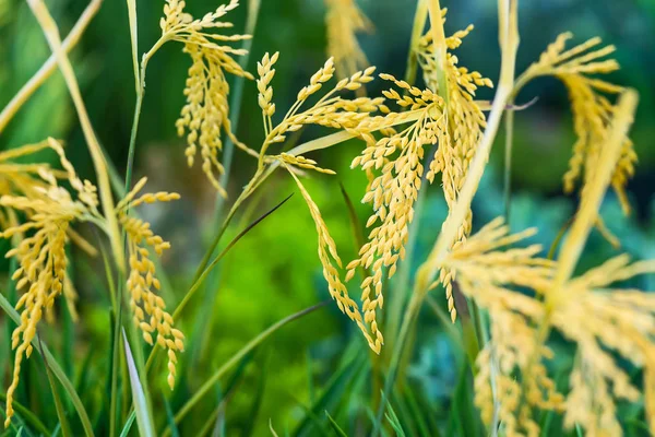 Zbliżenie złoty ryż. — Zdjęcie stockowe