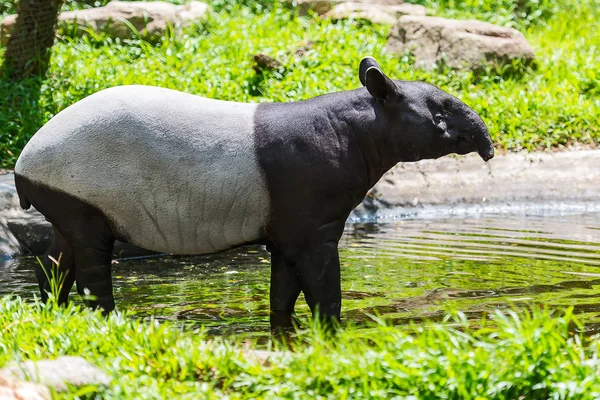 Tutup tapir malayan . — Stok Foto