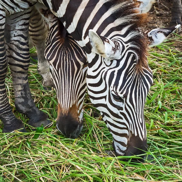 Közelről zebra. — Stock Fotó