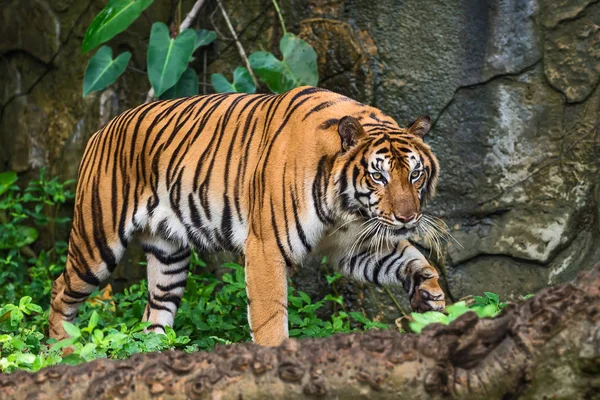 Närbild tiger. — Stockfoto