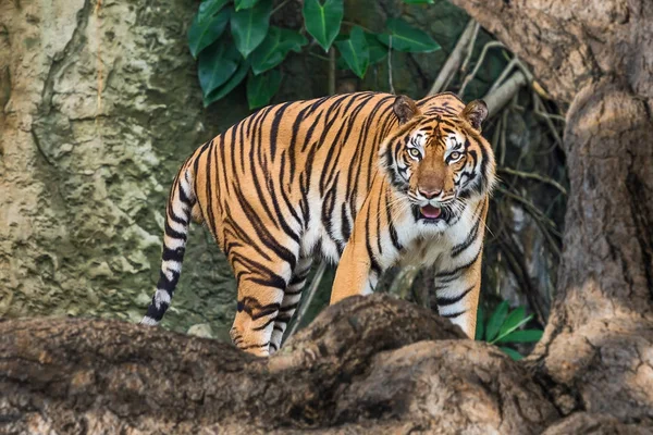 Tiger aus nächster Nähe. — Stockfoto