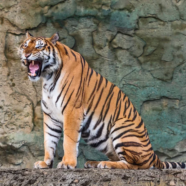 Close up tiger. — Stock Photo, Image