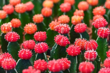 Küçük kırmızı kaktüs.