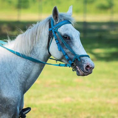 Beyaz atı kapatın.
