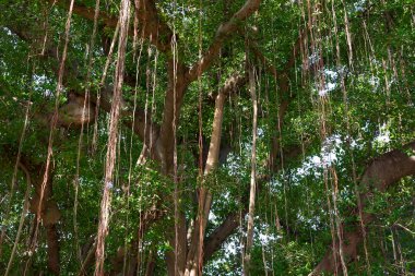 Kök Ficus benjamina.