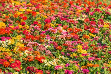 Zinnia violacea cav.