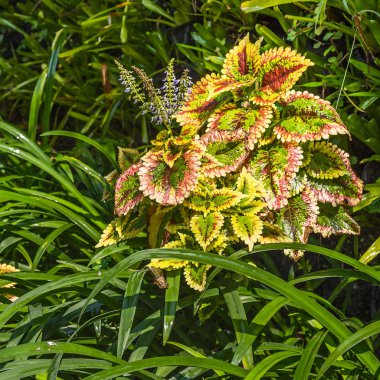 Coleus'u kapatın.