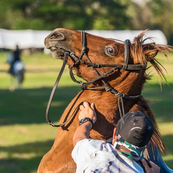 Close-up van kastanje paard. — Stockfoto