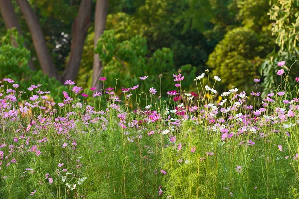 Krásné cosmos květ. — Stock fotografie