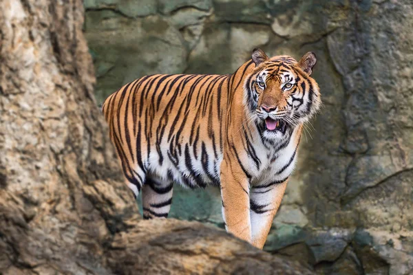Gros plan tigre . — Photo