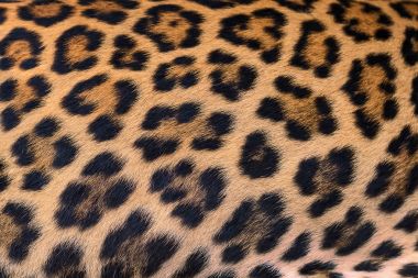 leopar kürkü arka plan.