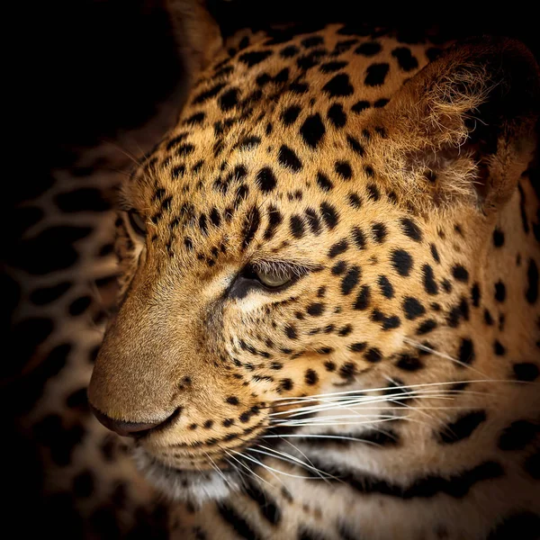 Perto leopardo . — Fotografia de Stock