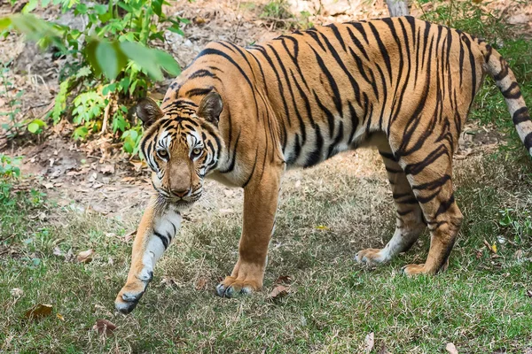 Primer plano tigre . —  Fotos de Stock