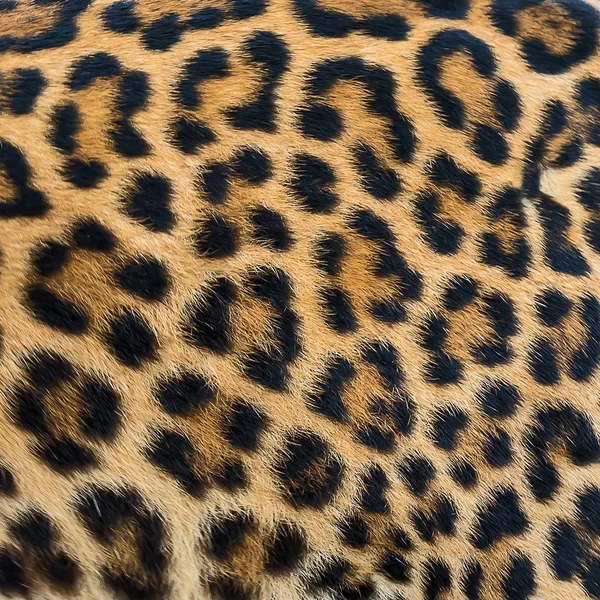 Fondo di pelliccia di leopardo . — Foto Stock