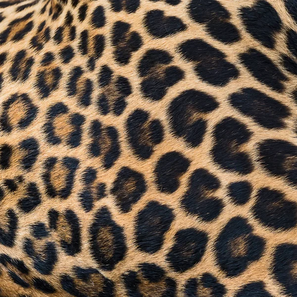 Leopard päls bakgrund. — Stockfoto