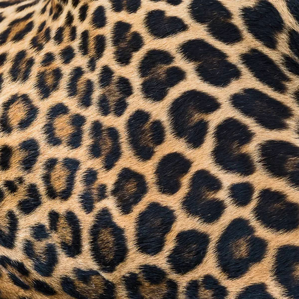 Fundo de pele de leopardo . — Fotografia de Stock