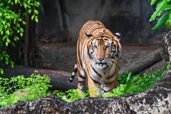 Tiger aus nächster Nähe. — Stockfoto