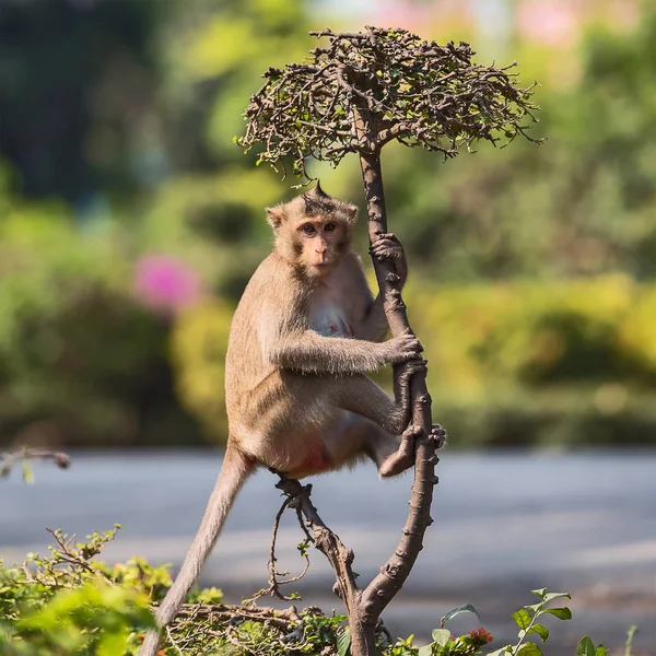 Close up monky. — Stock Photo, Image