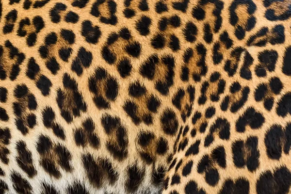 Fundo de pele de leopardo . — Fotografia de Stock