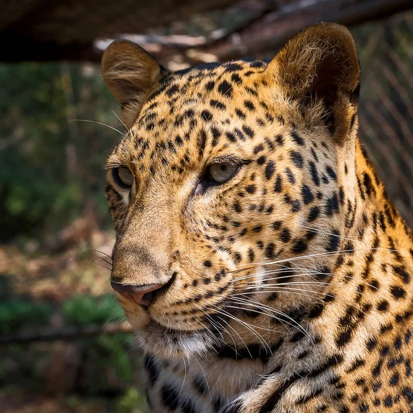 Vicino Leopardo . — Foto Stock