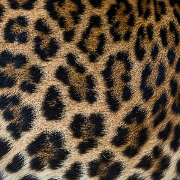 Fundo de pele de leopardo . — Fotografia de Stock