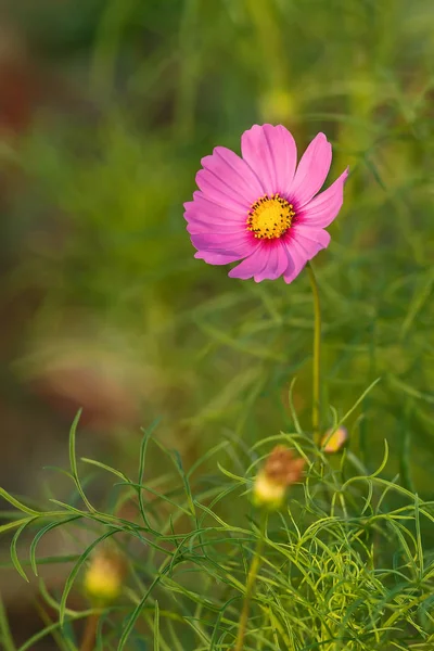 Flores cosmos rosa . — Fotografia de Stock