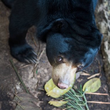 malaya güneş ayı.