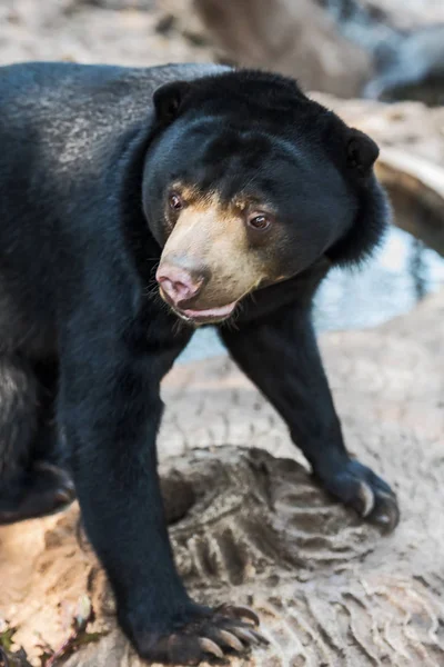 Malaj Sun Bear. — Stockfoto