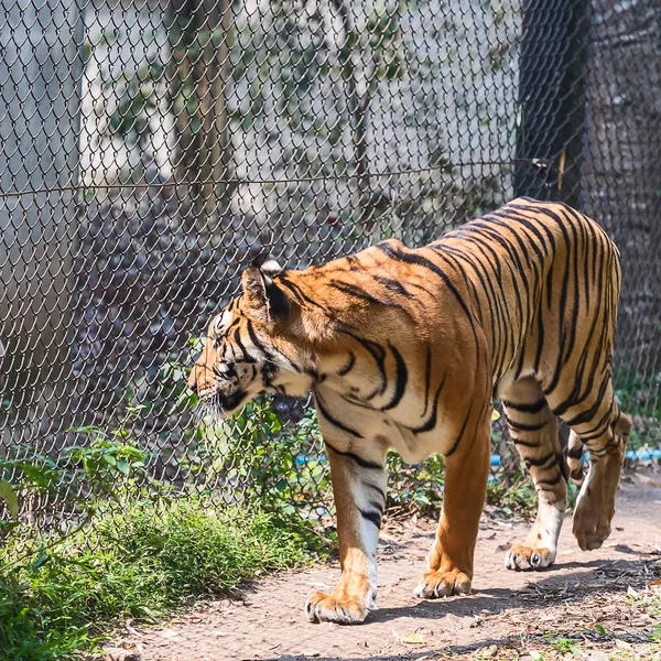 Close up tiger. — Stock Photo, Image