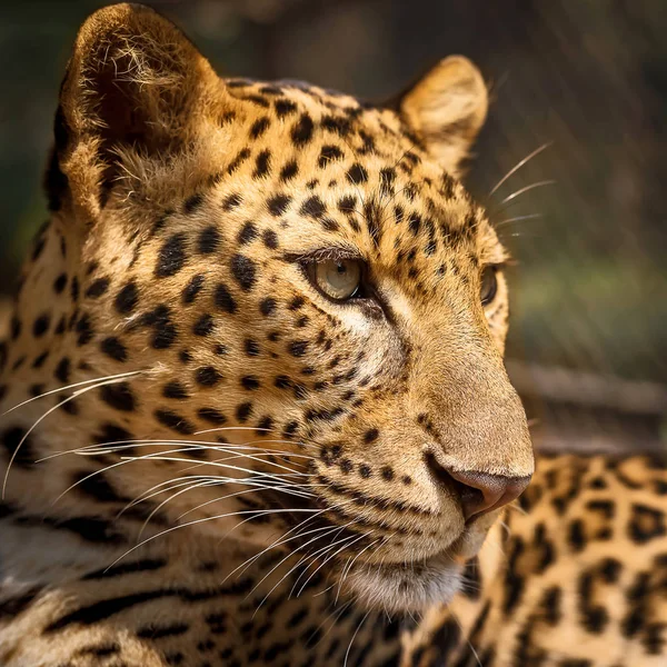 Vicino Leopardo . — Foto Stock