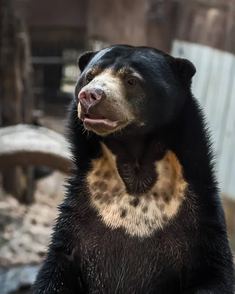 Malaj Sun Bear. — Stockfoto