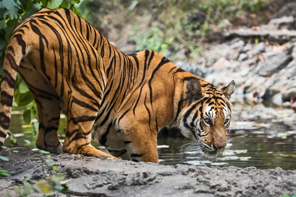 Крупним планом тигра . — стокове фото