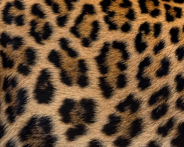 Leopardenfell Hintergrund. — Stockfoto