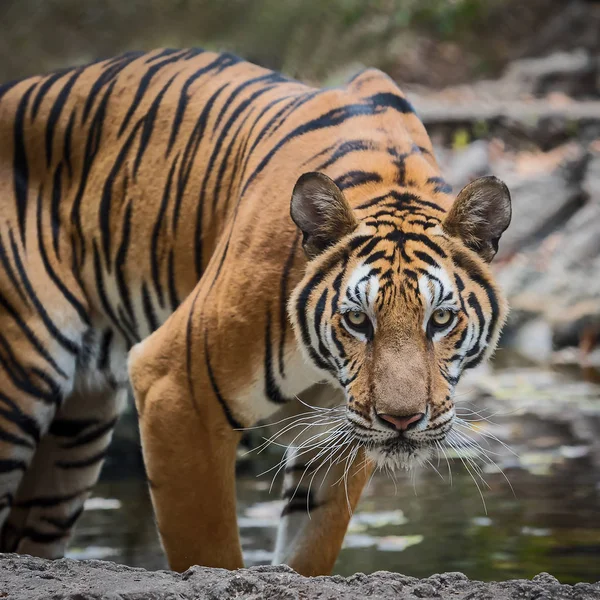 Fechar tigre . — Fotografia de Stock