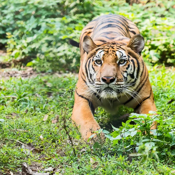 Fechar tigre . — Fotografia de Stock