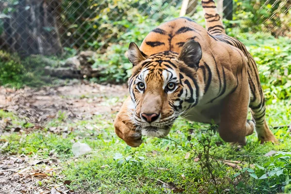 Primer plano tigre . — Foto de Stock