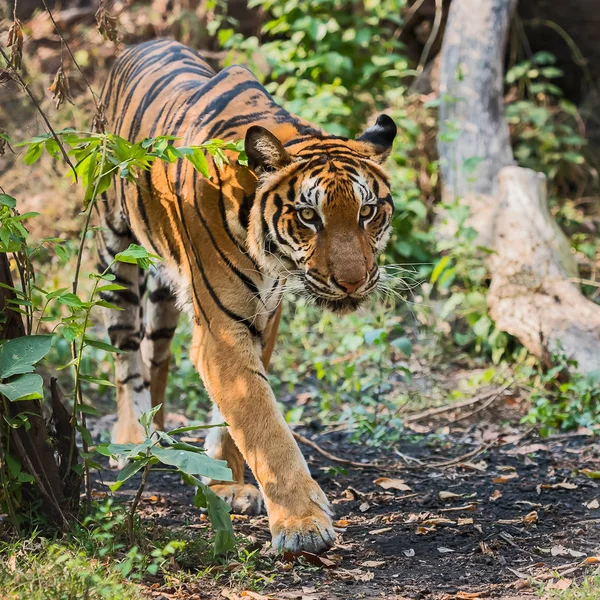 Primer plano tigre . — Foto de Stock