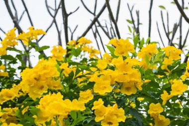 Paraguaylı gümüş trompet ağaç.