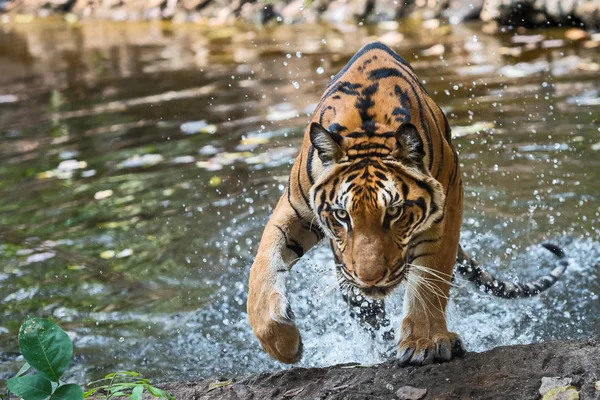 Fechar tigre . — Fotografia de Stock