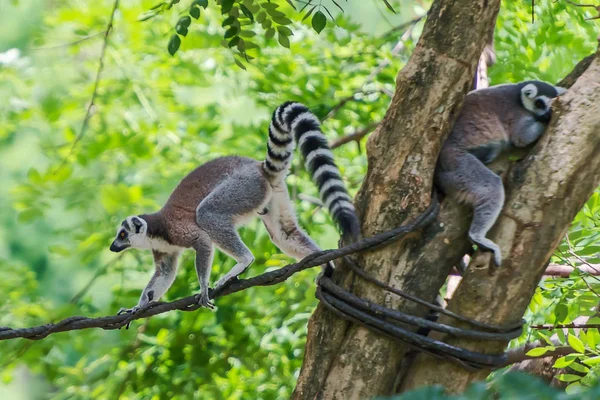 Fechar Lemur catta . — Fotografia de Stock