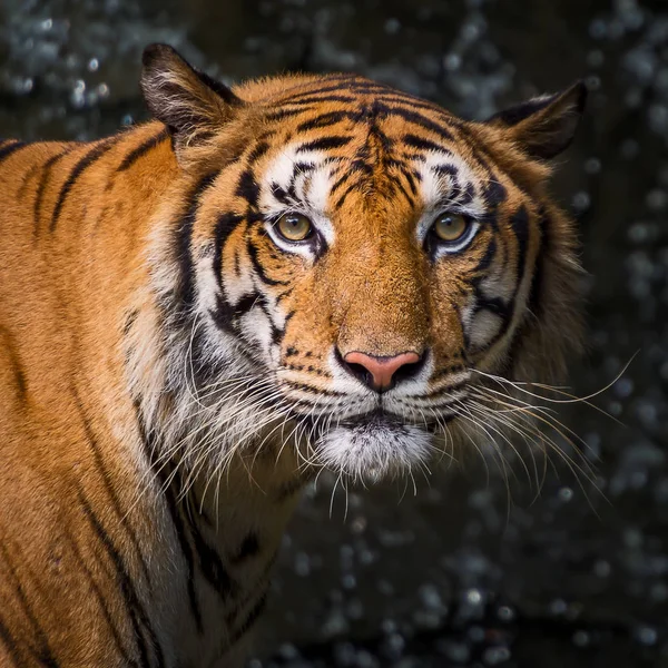 Close-up van de tijger. — Stockfoto