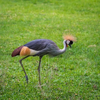 gri taç vinç - kuşlar Hayvanat Bahçesi.