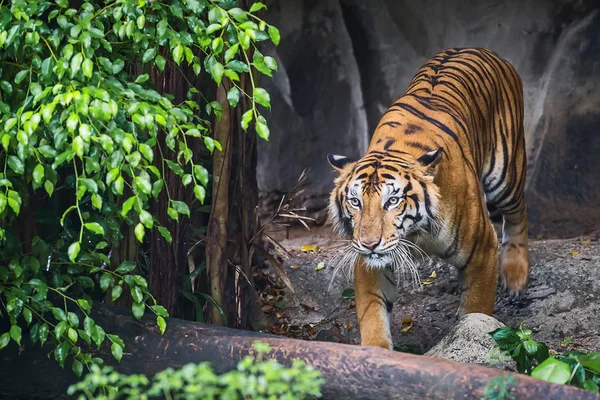 Tiger aus nächster Nähe. — Stockfoto