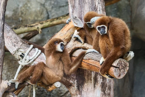 Trois mains blanches Gibbon . — Photo