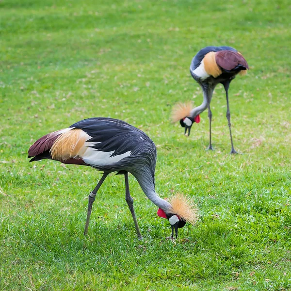 Graukronenkranich - Vögel im Zoo. — Stockfoto