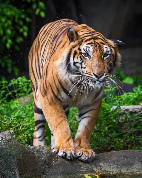 Закрыть тигра . — стоковое фото